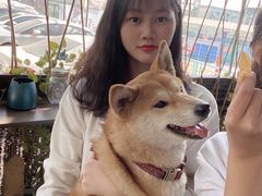 -柴犬高等学院·狗咖·柴犬售卖·宠物训练