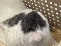 -贝康宠物医院·犬猫全科·小动物特色诊疗中心(东环路店)