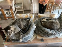 -海边的猫和咖啡馆