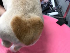 -宠福鑫康馨动物医院·骨科·眼科