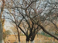 -洋湖国家湿地公园