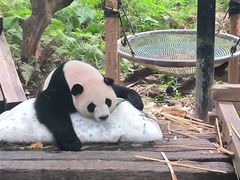 -广州长隆野生动物世界