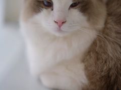 -糯米喵星人·撸猫猫舍咖啡馆(西市场嘉华店)