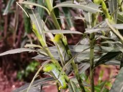 -正佳雨林生态植物园