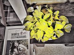 -美联众合动物医院(唯恩分院)