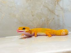 -酷以爬仙阁实体爬宠店·守宫·蜥蜴·专业繁育