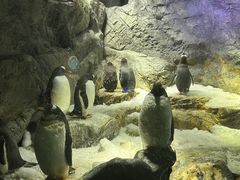 -大阪海游馆