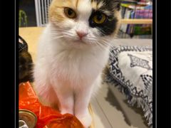 -平行世界·猫咖(首经贸店)