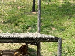 -西霞口神雕山野生动物世界