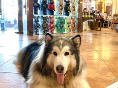 -more than meow吴止猫主题餐厅(承德 中船汇店)