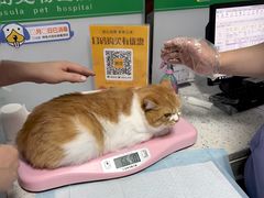 -半岛宠物医院24小时(科华中路店)