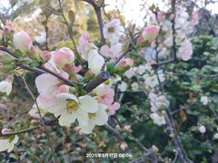 -苹果花园(桂林路店)