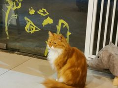 -平行世界·猫咖(首经贸店)