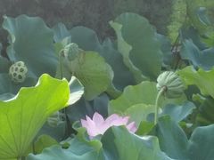 -四川大学(华西校区)