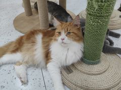 -喵园·猫主题咖啡厅·撸猫·猫咖(国贸店)