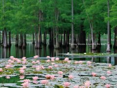 -白鹭湾湿地公园