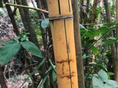 -呀诺达热带雨林