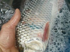 -八仔大富楼·河鲜(西江店)