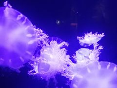 -华夏文旅西安度假区