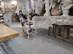 大堂-共舞时光猫咖·狗咖(新街口店)