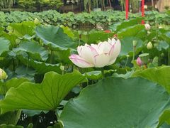 -陈家山荷花公园