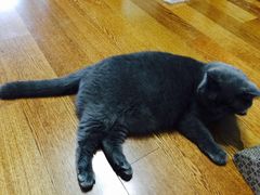 -八公叔叔宠物美容连锁(春申店)