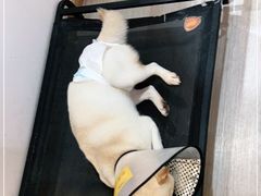 -柴迷FANS CLUB·柴犬狗咖·猫咖