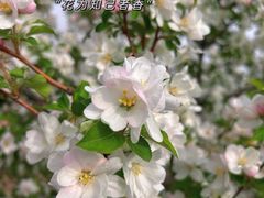 -永定河休闲森林公园