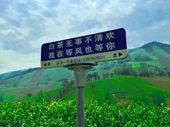 -白茶原·一片叶子
