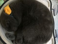 -有猫主题·治愈系猫咖(曾厝垵店)
