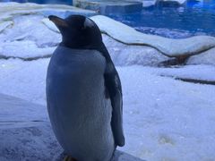 -上海海昌海洋公园-冰山北极馆