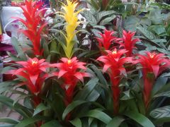 -秦美花卉(天朗·莱茵小城2期店)