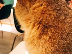 -飞行喵MR PILOT|猫舍·猫咖(静安大融城店)