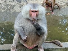 -常州淹城野生动物世界