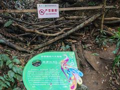 -西双版纳原始森林公园