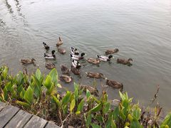 -合肥滨湖国家森林公园