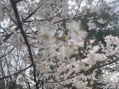 -武汉大学-樱园