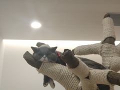 -袖虎·猫馆(体育西路店)