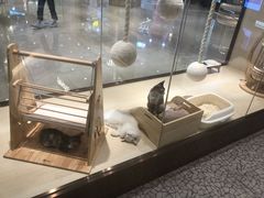 -momokira米努特·德文卷毛猫·棉花面纱犬