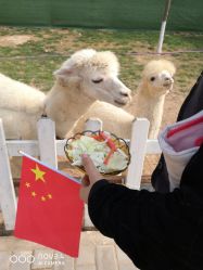 -上美四季动物农场