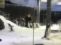 -悉尼海洋生物水族馆