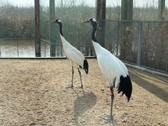 -盐城丹顶鹤湿地生态旅游区