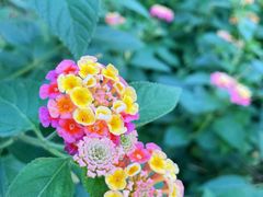 -曼乐辰餐厅(中庚漫游城店)