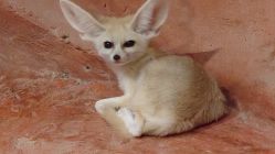 -Zoolung Zoolung动物主题公园(海信广场店)