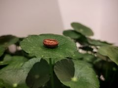 -FUN COFFEE