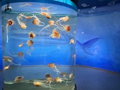 -重庆欢乐海底世界