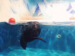 -成都浩海立方海洋公园