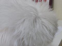 -瑞派宠物医院·24小时骨科·心脏·核磁(哈尔滨南岗店)