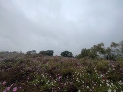 -西京湾花海