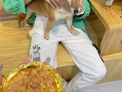 -柴源莊·柴小宠柴犬咖啡